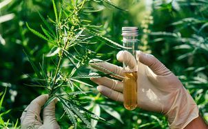 Breeders’ Rights No Longer a Pipe Dream for New Marijuana Varieties?